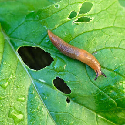 schneckenkorn bubblenavibanner 412x412